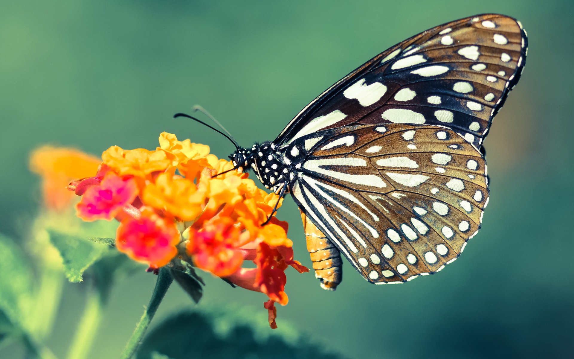 中国男篮进攻端多点开花,中国男篮打进nba