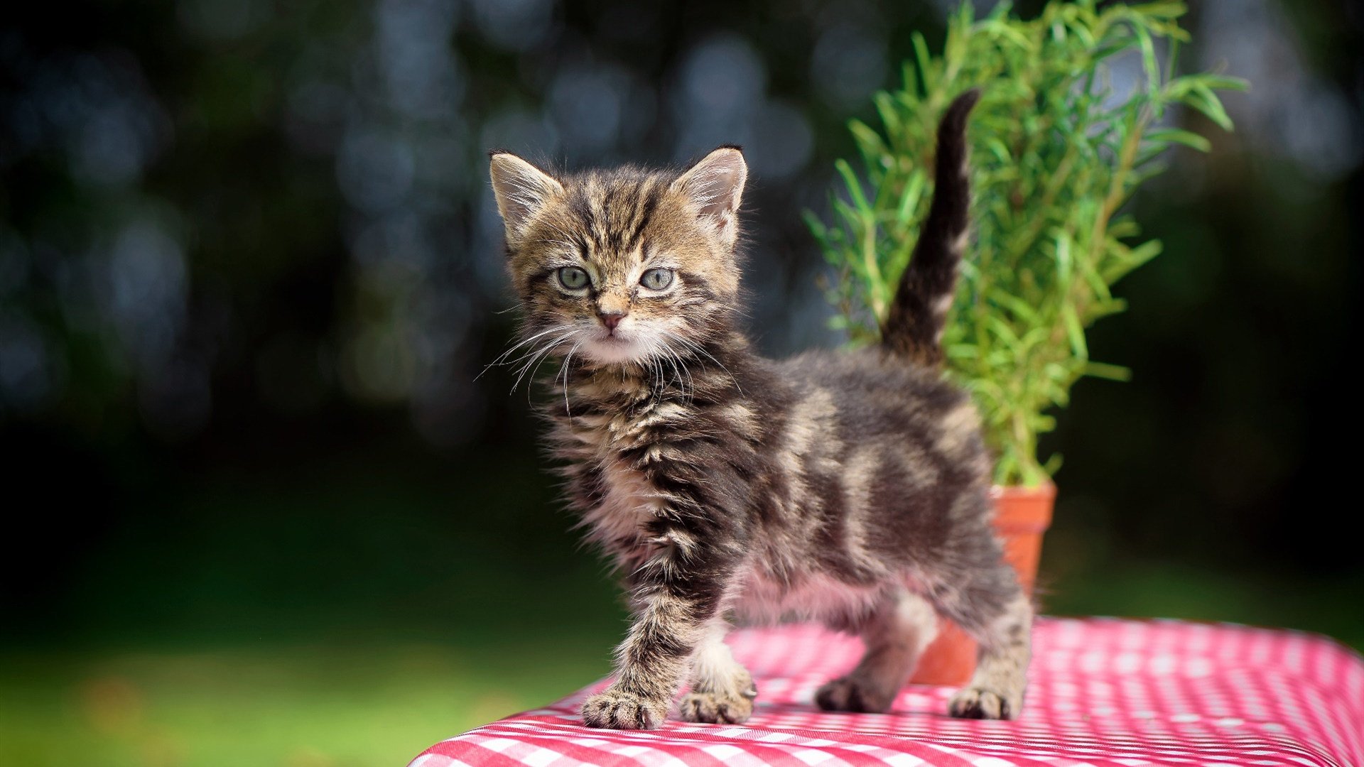 加拿大男队自由泳实力持续提升，加拿大泳手