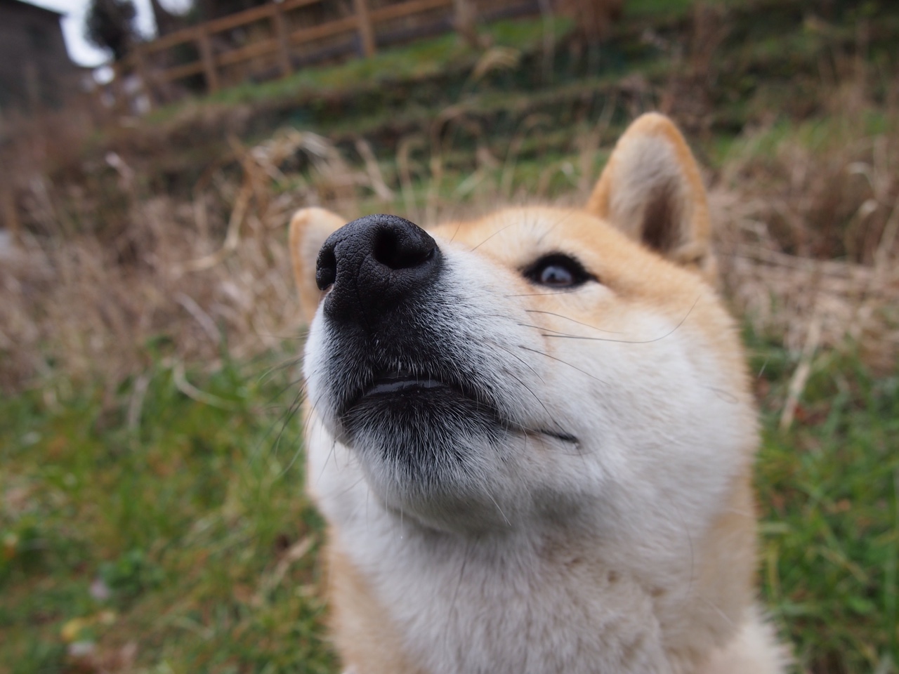 东京马拉松组委会公布起跑时间及补给安排，东京马拉松2020时间